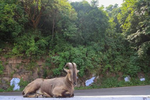 Nilgiri Tahr in Anamudi Shola National Park